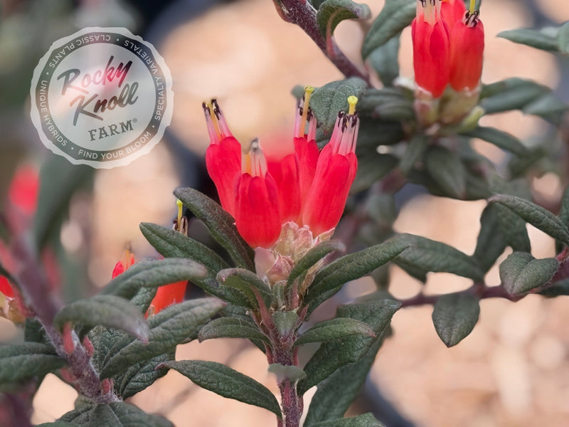 R. spinuliferum plant from Rocky Knoll Farm