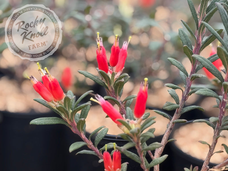 R. spinuliferum plant from Rocky Knoll Farm