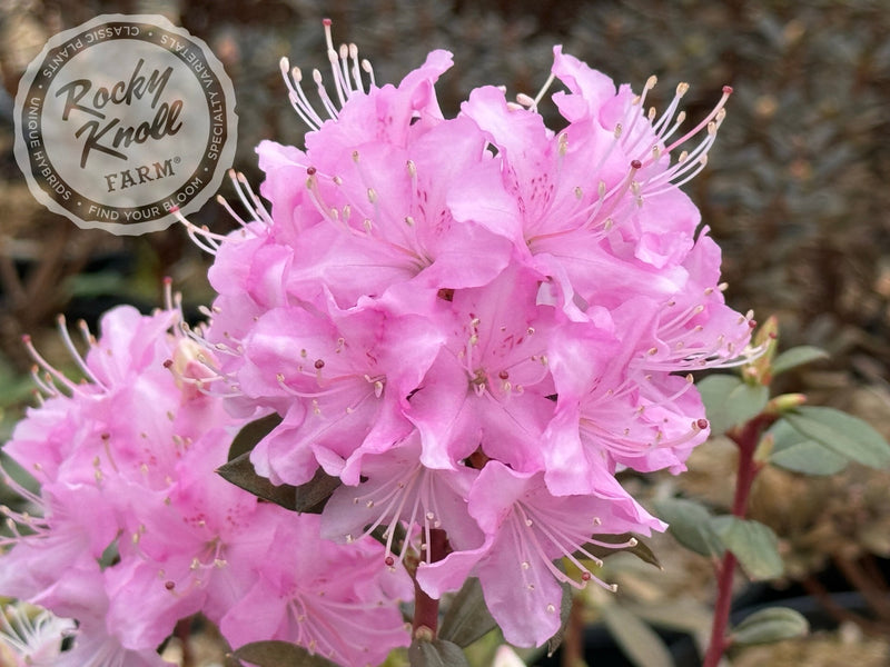 R. davidsonianum plant from Rocky Knoll Farm