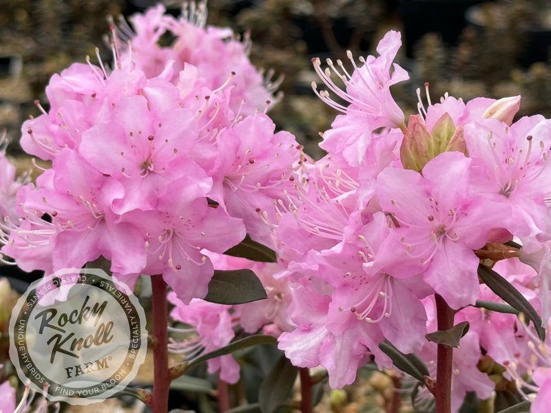R. davidsonianum plant from Rocky Knoll Farm