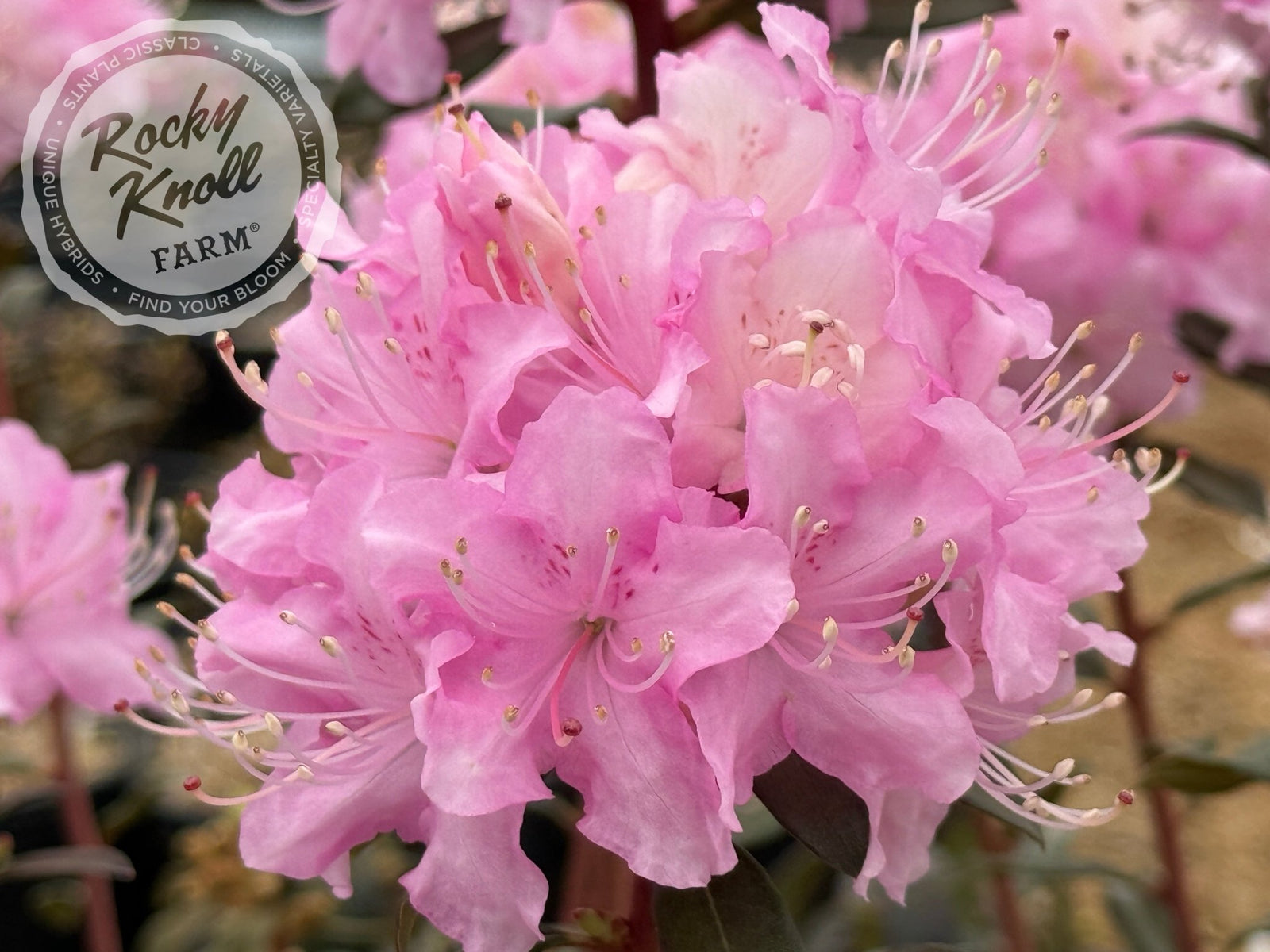 rhododendron anna baldsiefen R. davidsonianum