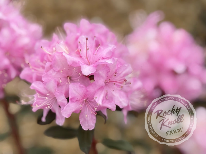 R. davidsonianum plant from Rocky Knoll Farm