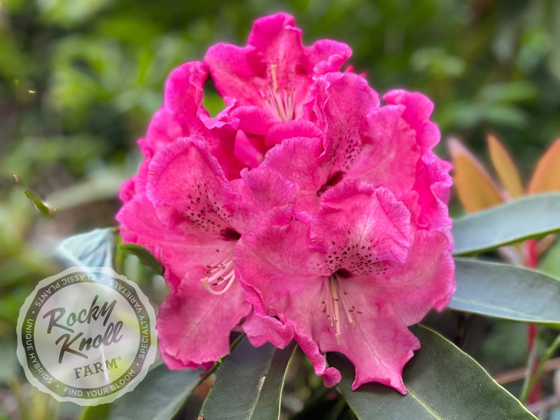 Arnold Piper plant from Rocky Knoll Farm