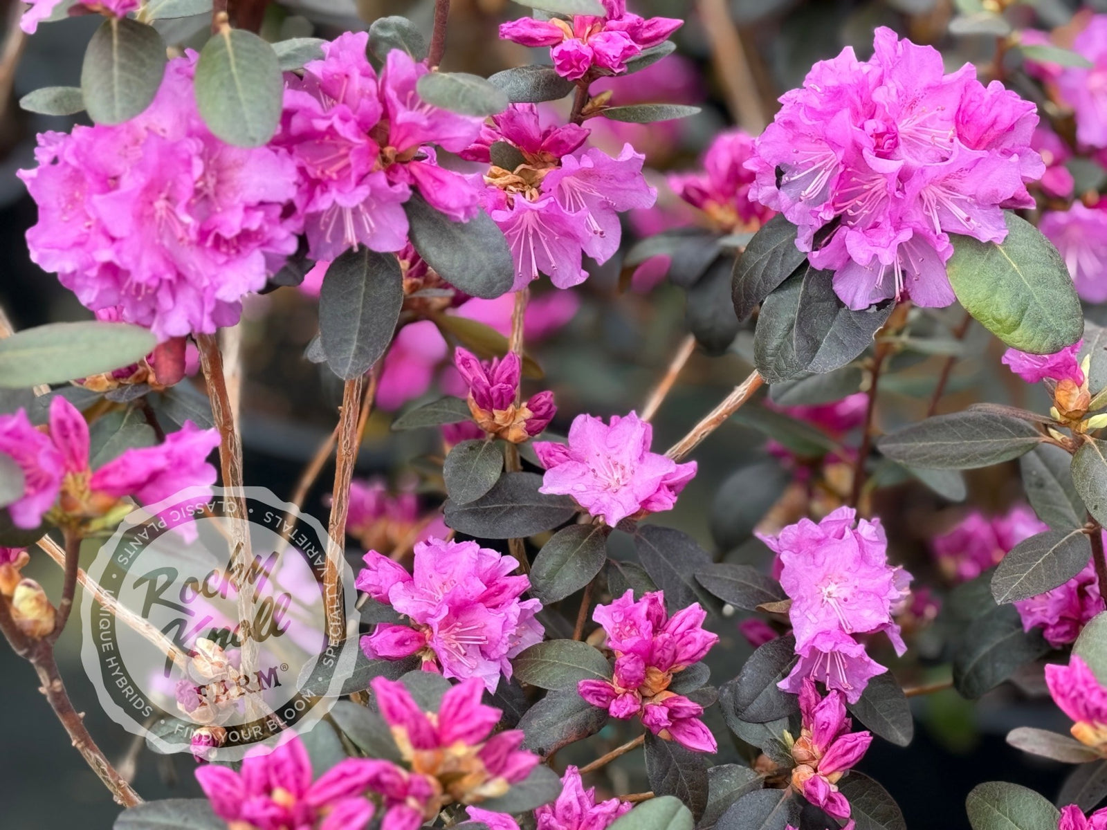 pjm elite star rhododendron Northern Starburst