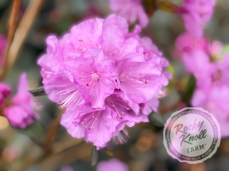 Northern Starburst plant from Rocky Knoll Farm