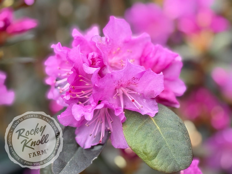 Northern Starburst plant from Rocky Knoll Farm