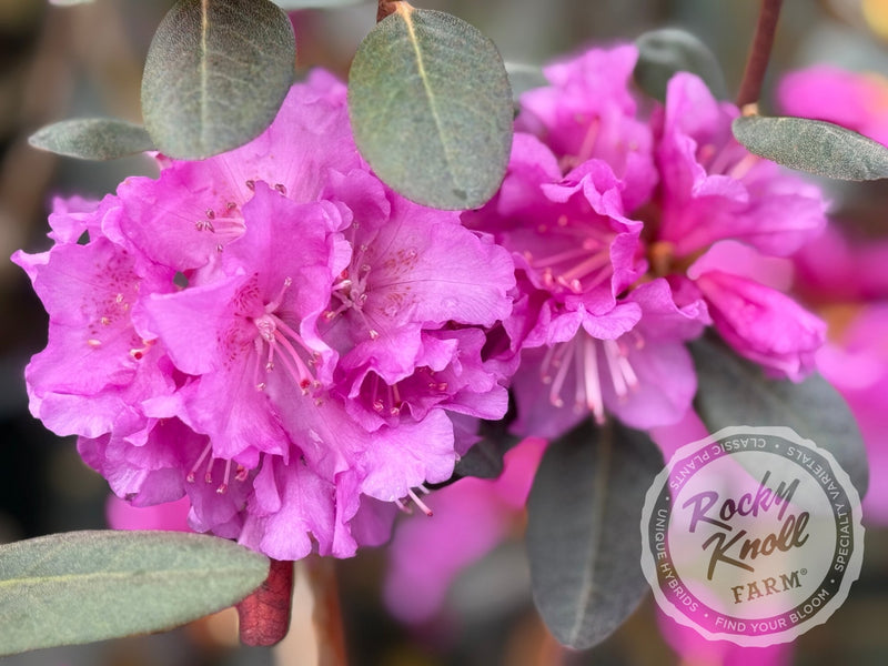 Northern Starburst plant from Rocky Knoll Farm