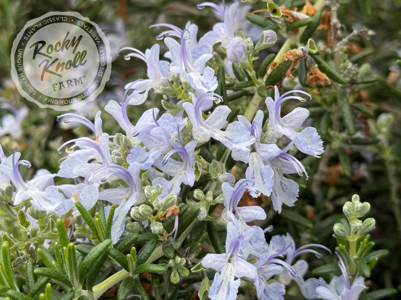 Creeping Rosemary 'Prostratus' (Rosmarinus officianalis) plant from Rocky Knoll Farm
