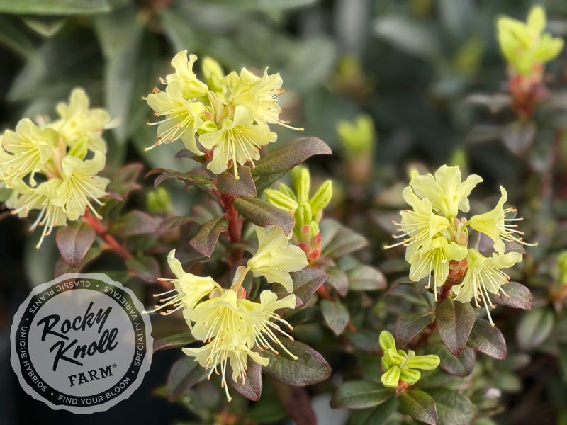 Princess Anne plant from Rocky Knoll Farm