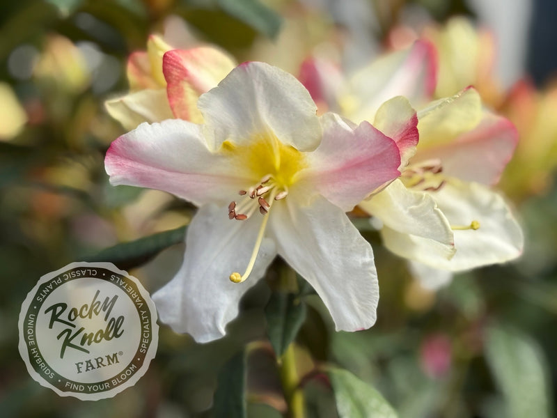 Else Frye plant from Rocky Knoll Farm