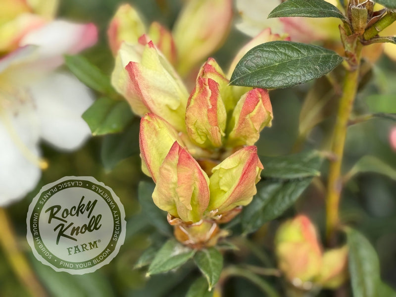 Else Frye plant from Rocky Knoll Farm