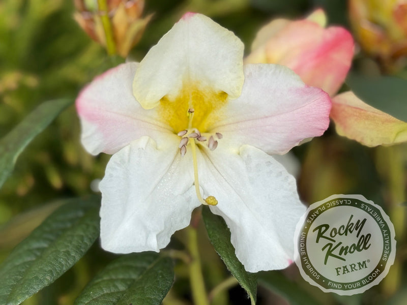 Else Frye plant from Rocky Knoll Farm