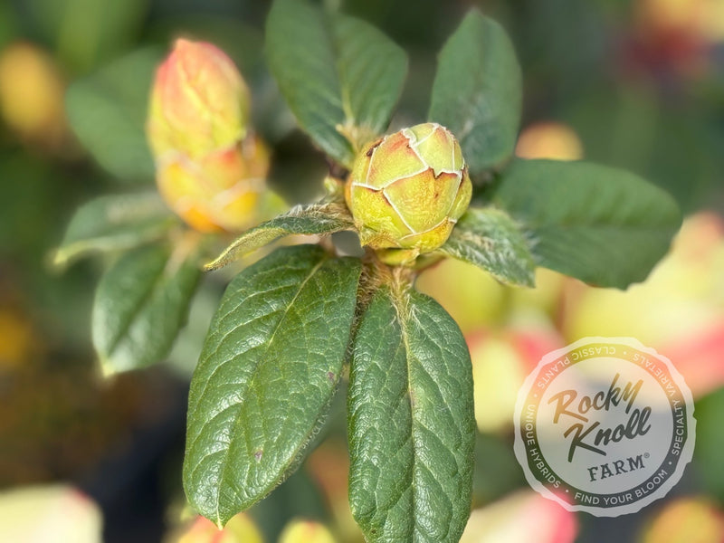 Else Frye plant from Rocky Knoll Farm