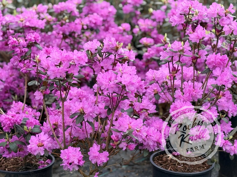 Northern Starburst plant from Rocky Knoll Farm