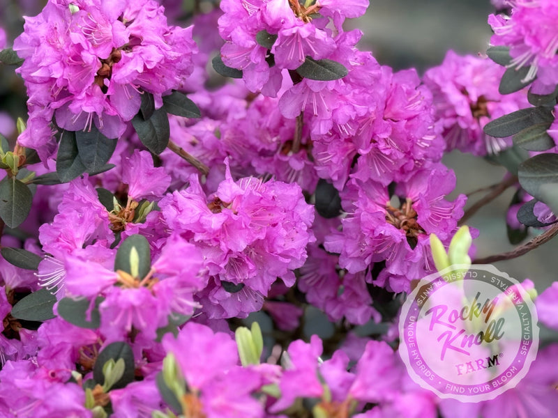 Northern Starburst plant from Rocky Knoll Farm
