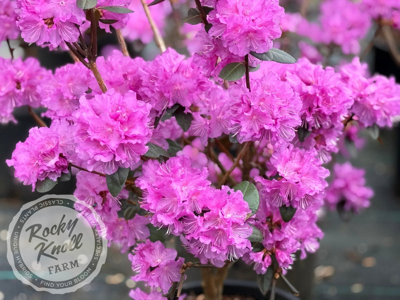 Northern Starburst plant from Rocky Knoll Farm
