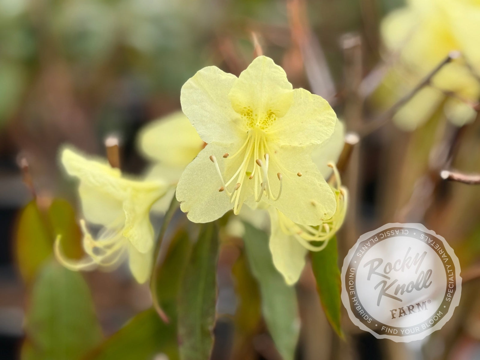R. lutescens - Rocky Knoll Farm