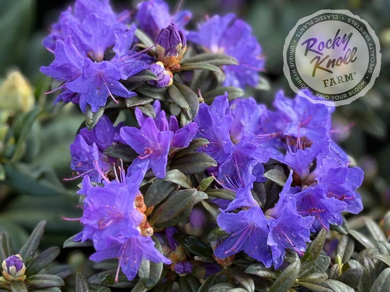Blue Baron plant from Rocky Knoll Farm
