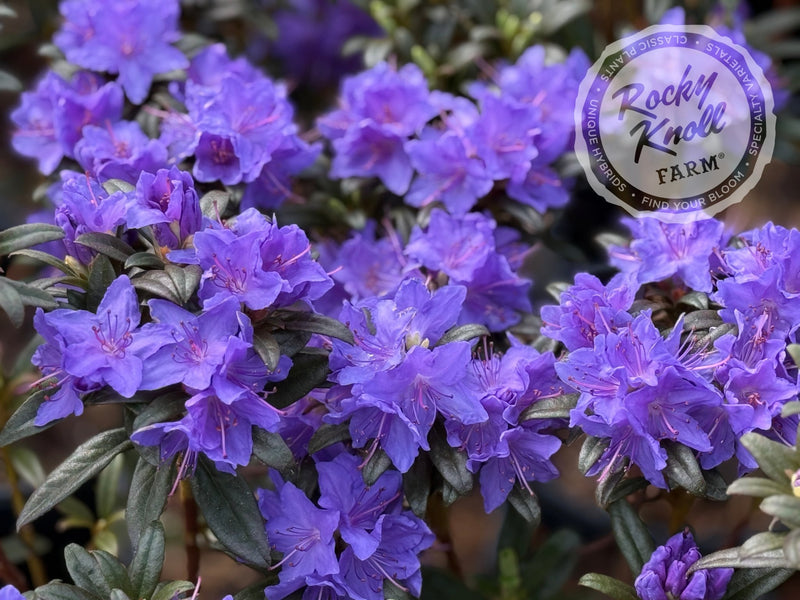 Blue Baron plant from Rocky Knoll Farm