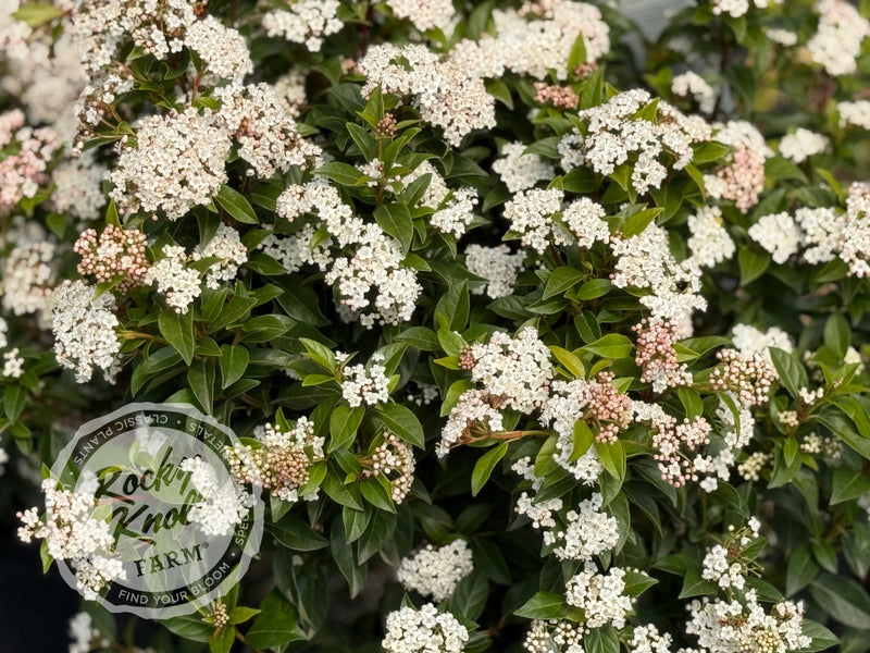 Viburnum tinus Spring Bouquet plant from Rocky Knoll Farm