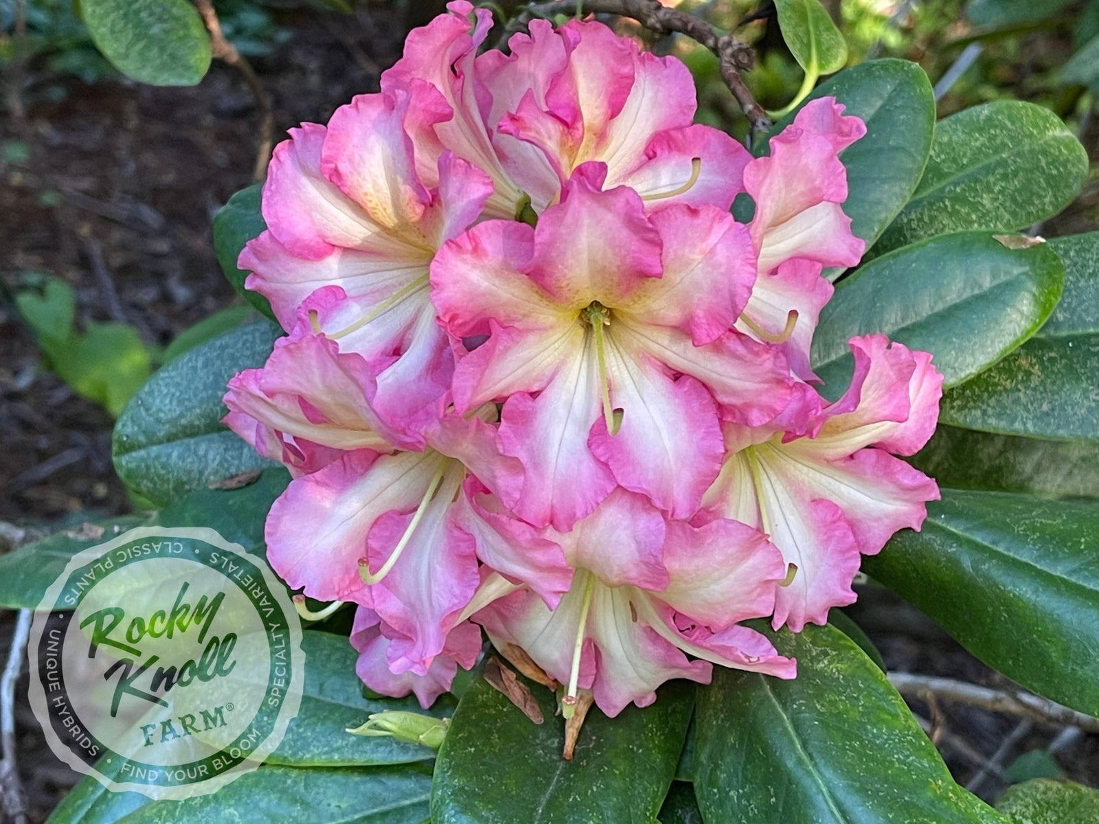 Melrose Flash - Rocky Knoll Farm