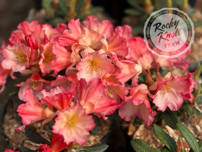 Sierra Sunset plant from Rocky Knoll Farm