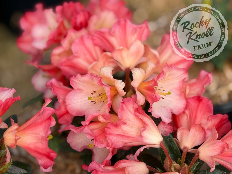 Sierra Sunset plant from Rocky Knoll Farm