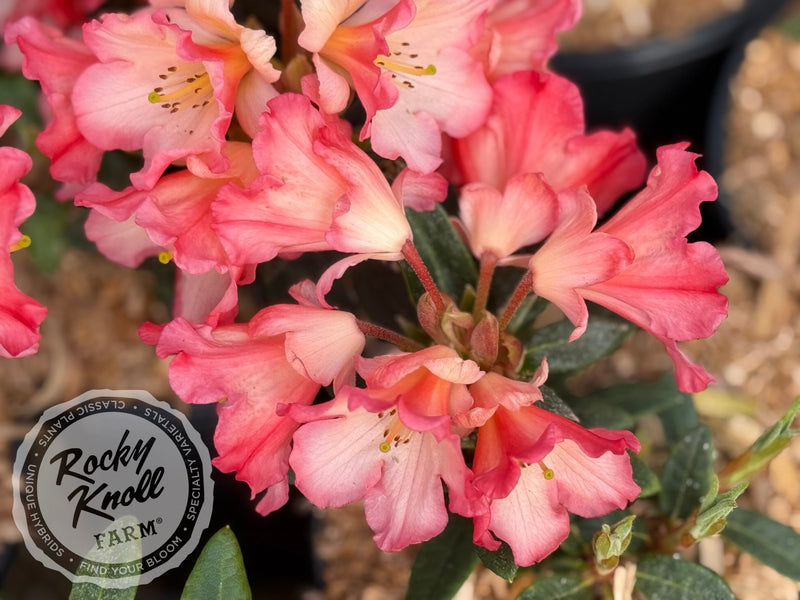 Sierra Sunset plant from Rocky Knoll Farm