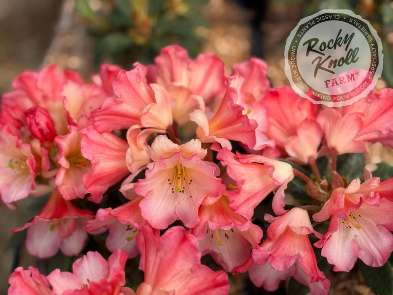 Sierra Sunset plant from Rocky Knoll Farm