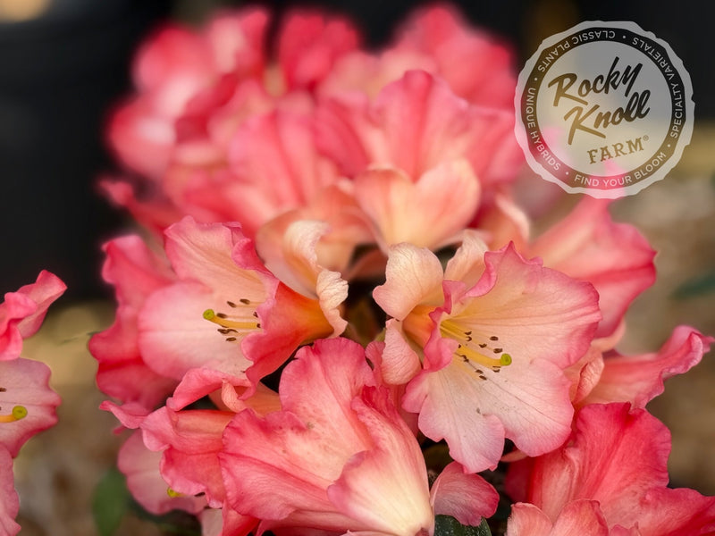 Sierra Sunset plant from Rocky Knoll Farm
