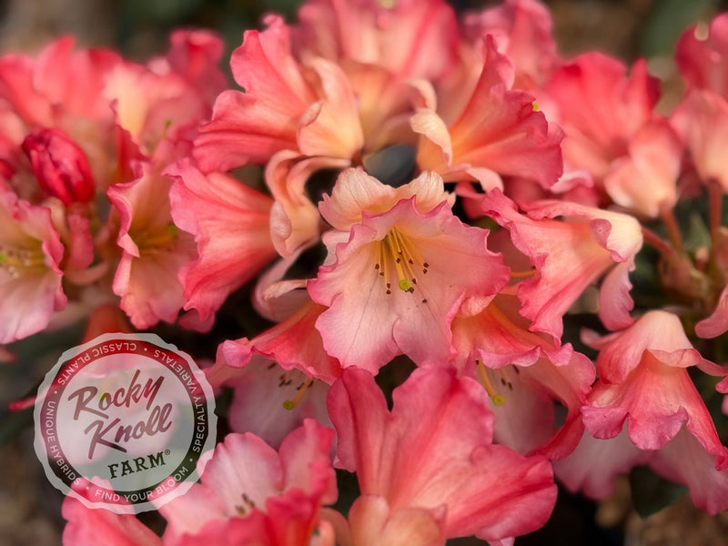 Sierra Sunset plant from Rocky Knoll Farm