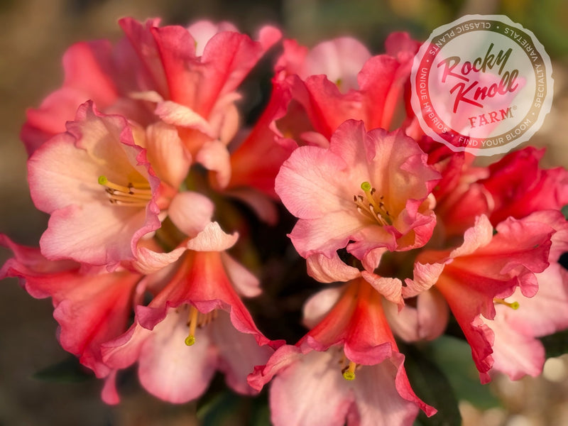 Sierra Sunset plant from Rocky Knoll Farm