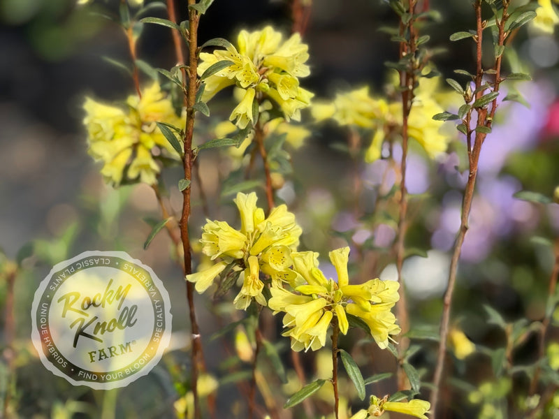Yellow Hammer plant from Rocky Knoll Farm
