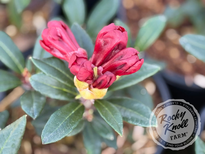 Ruby Hart plant from Rocky Knoll Farm