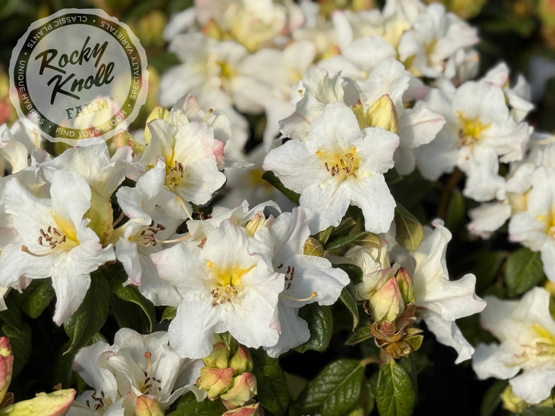 Else Frye plant from Rocky Knoll Farm