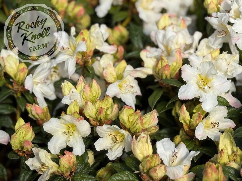 Else Frye plant from Rocky Knoll Farm