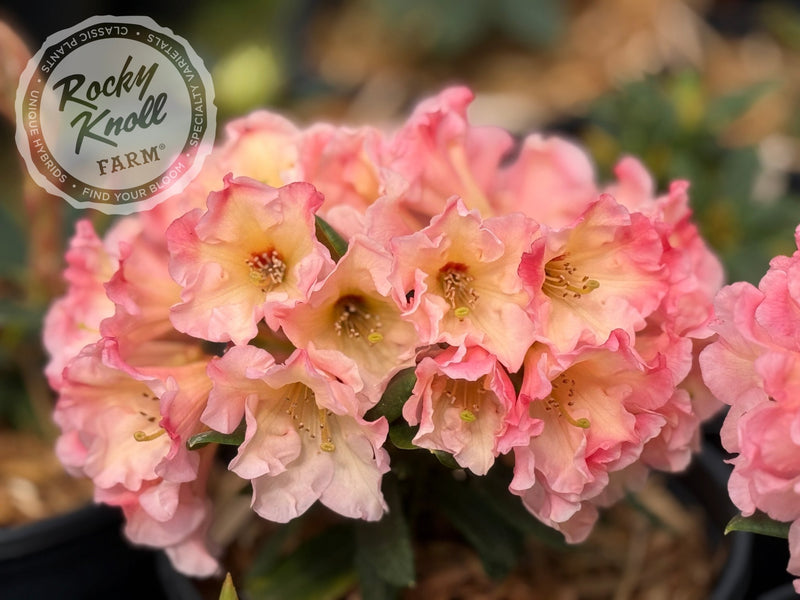 Two Thumbs Up plant from Rocky Knoll Farm