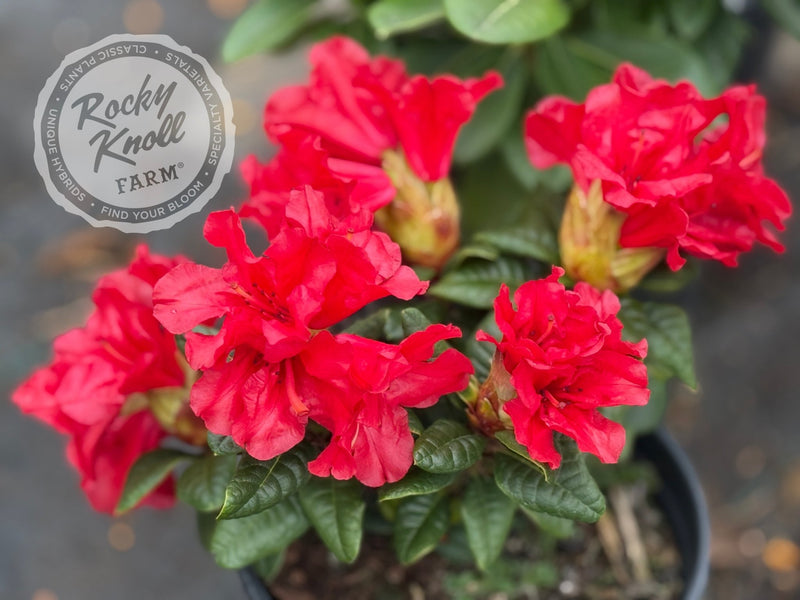 Scarlet Wonder plant from Rocky Knoll Farm