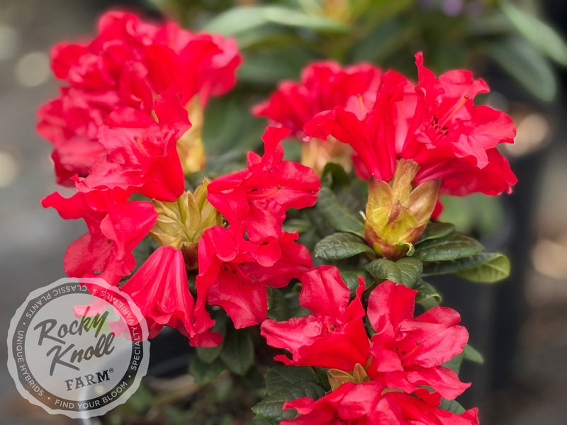 Scarlet Wonder plant from Rocky Knoll Farm
