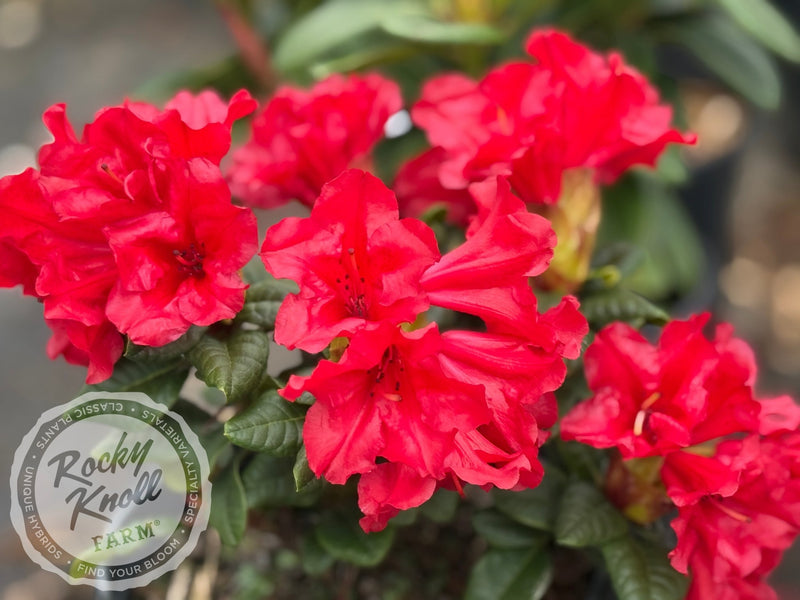 Scarlet Wonder plant from Rocky Knoll Farm