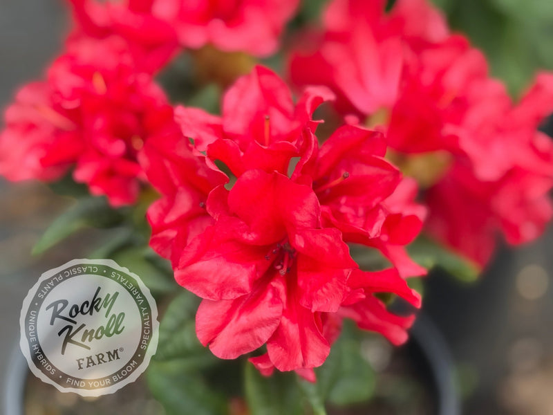 Scarlet Wonder plant from Rocky Knoll Farm