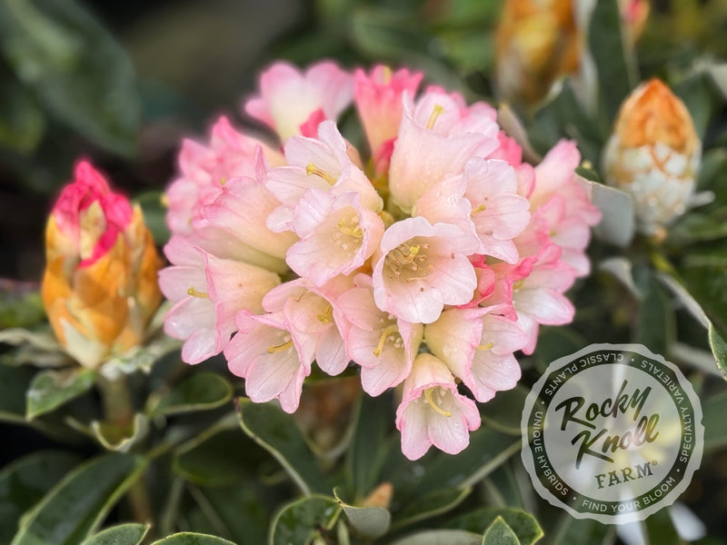 Spoons plant from Rocky Knoll Farm