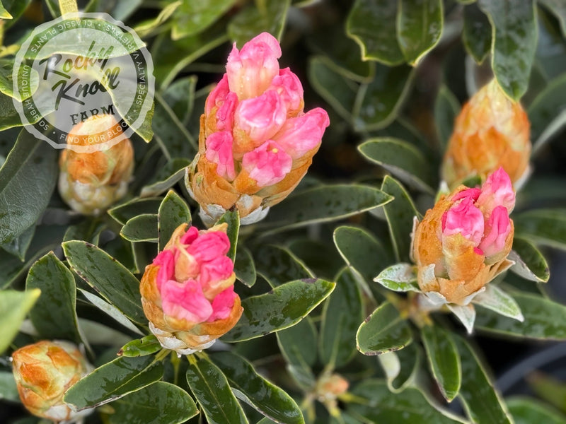 Spoons plant from Rocky Knoll Farm