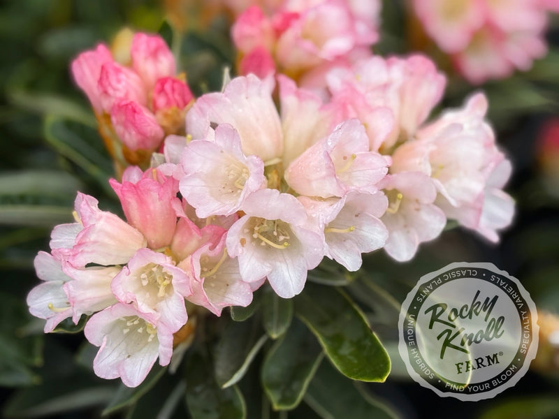 Spoons plant from Rocky Knoll Farm