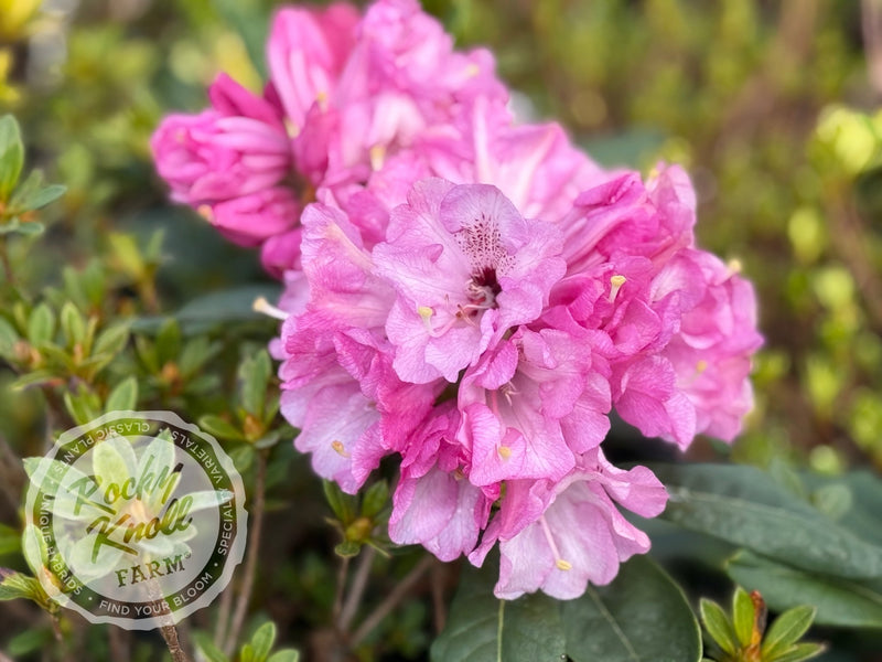 Fulbrook plant from Rocky Knoll Farm