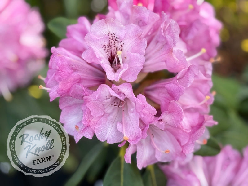 Fulbrook plant from Rocky Knoll Farm