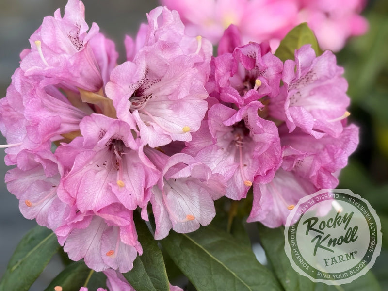 Fulbrook plant from Rocky Knoll Farm