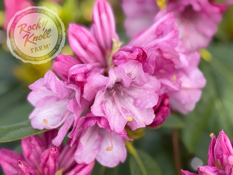 Fulbrook plant from Rocky Knoll Farm