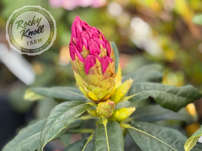 Fulbrook plant from Rocky Knoll Farm