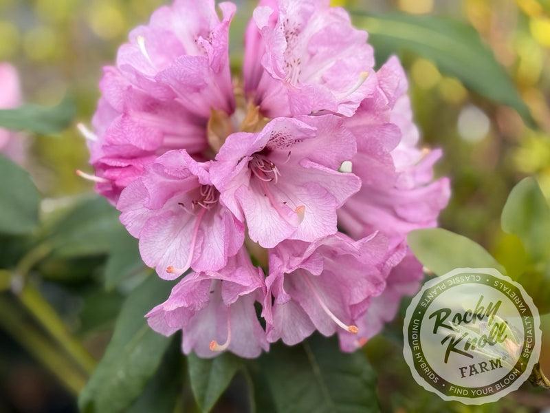 Fulbrook plant from Rocky Knoll Farm